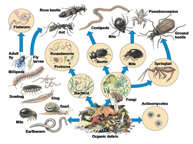 foodchaindecomposers Biology Diagrams
